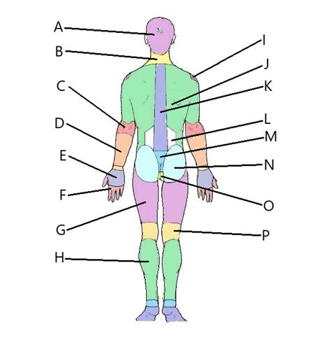 Solved Label The Body Region Indicated By The Letters Course Hero