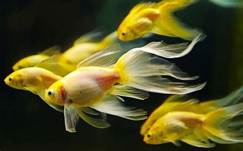 Goldfish Full Hd Wallpaper And Background Image 2560x1600 Id324834
