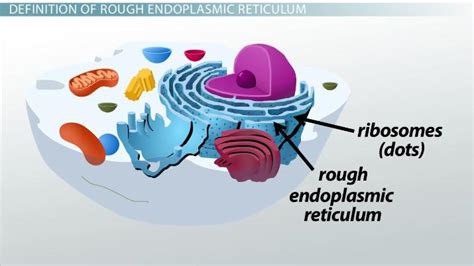 The endoplasmic reticulum can either be smooth or rough, and in general its function is to produce proteins for the rest of the cell to function. Smooth Er And Rough Er Function In Animal Cell - Idaman