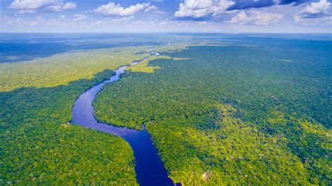 The Amazon Rainforest Is Under Threat Heres How You Can Help Lonely