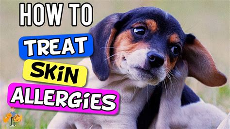 How To Treat Dog Skin Allergies The 6 Step Plan Dog Health Vet