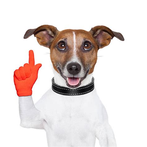 Dog Pointing Stock Photos Pictures And Royalty Free Images Istock
