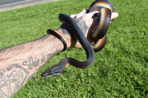 Obsidian Male Northern White Lipped Python Snakes