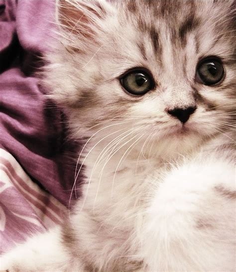 Cute Baby Cats Bing Images Catscatscats Pinterest