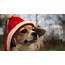 Hat Dog Funny Humor Wallpapers HD / Desktop And Mobile Backgrounds