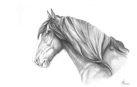 Pencil Horse Drawing By Murphy Elliott