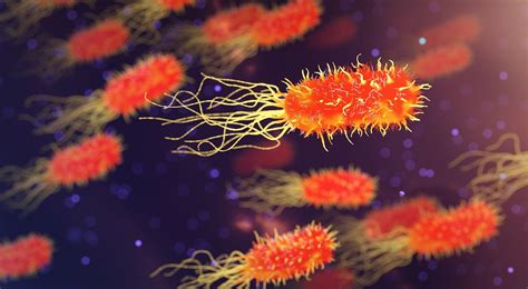 Dominio De Las Bacterias Origen Clasificaci N Y Caracter Sticas