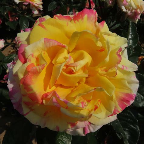 James Rose Striped Climbing Rose Style Roses