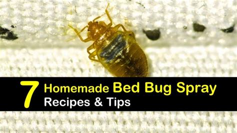 Getting Rid Of Bed Bugs 7 Homemade Bed Bug Spray Tips