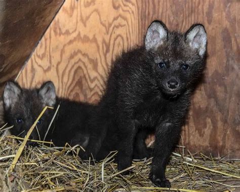 Its Twin Maned Wolf Pups For The Smithsonian Institute Zooborns