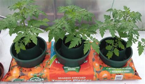 Growing Tomatoes In Grow Bags