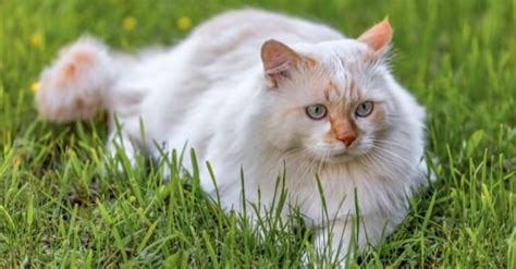 Turkish Angora Cat Breed Complete Guide A Z Animals