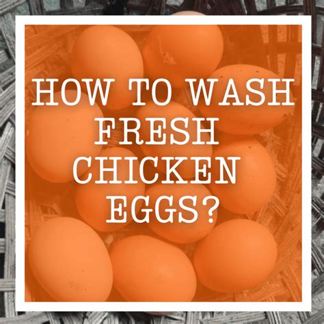 how to wash fresh chicken eggs