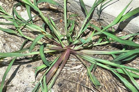 It should be noted that the texoka and sharp's improved varieties are used for mainly pasture and rangeland revegetation, producing a less attractive lawn. March Lawn Care | Piedmont Master Gardeners