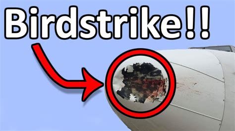 What Happens If An Aircraft Hits Birds Youtube