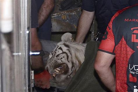 Escaped Tiger From Georgia Zoo Kills Man Wsj