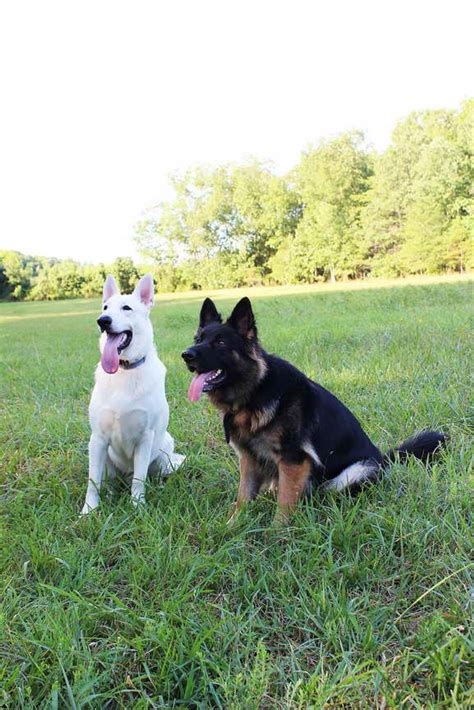 Akc working class german shepherd pups i have 4 girls and 4 boy left :) parents are from outstanding akc quality german shepherd puppies, champion imported schiii working lines everything you could ask for!*! German Shepherd Puppies For Sale In Nc | PETSIDI