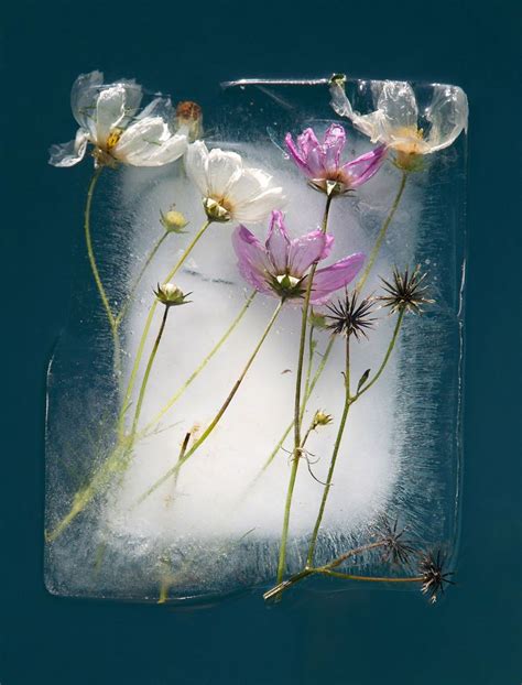 30 Pics Of Flowers That We Captured Encased In Ice New Pics Ice