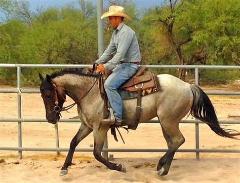 No other stallion has come close to that, say experts in. Roan River Ranch Quarter Horses: 2 Year Old Blue Roan ...