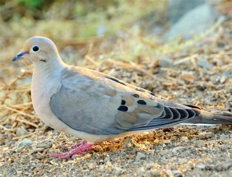 Jika anda menjejerkan beo betina dan jantan, perbedaan pertama yang bisa anda lihat adalah dari bentuk dan postur tubuhnya. Burung Dara: Ciri-Ciri, Jenis, Keunikan dan Cara Merawatnya