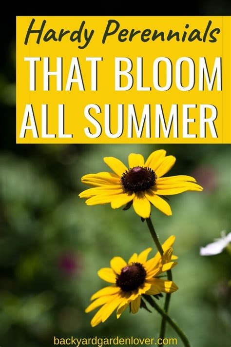27 Stunning Perennials That Bloom All Summer Hardy Perennials