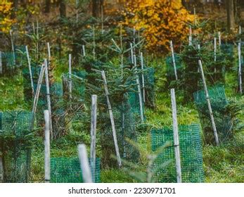 Reforestation Mixed Forest Autumn Time Stock Photo