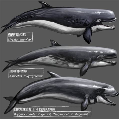 Prehistoric Whale By Kookaburrasurvivor On