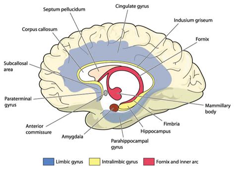 Limbic System The Definitive Guide Biology Dictionary