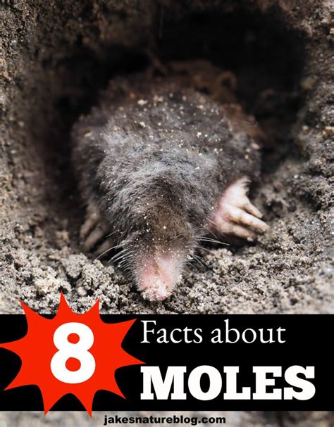 8 Fun Mole Facts Cooler Than You Knew Jakes Nature Blog
