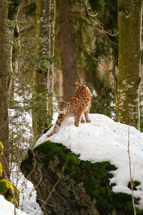 Lynx Predator Big Cat Snow Trees Hd Phone Wallpaper Peakpx