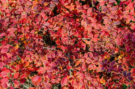 Premium Photo | Bush berberis vulgaris thunbergii ottawensis with red