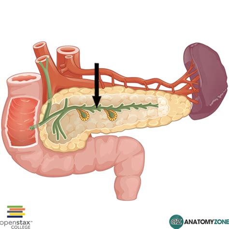 Pancreatic Duct Anatomyzone