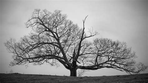 Old Tree Black And White Wallpapers Hd Hd Wallpapers High Definition Amazing Cool Apple Mac