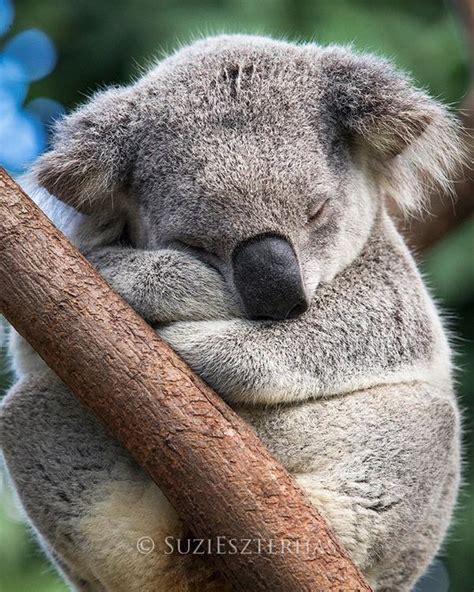 Cute Koala Sleeping Photo Baby Animal Prints By Suzi