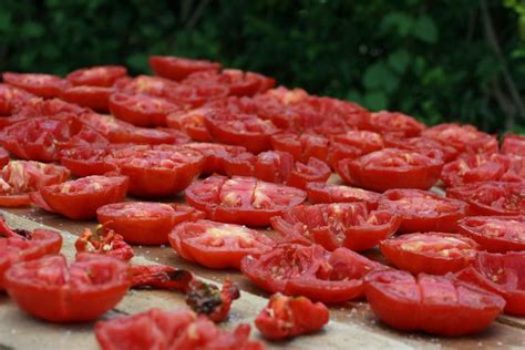 Tomaten Trocknen D Rrautomat Backofen Oder Sonne Utopia De