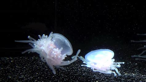 Crown Jellyfish Youtube