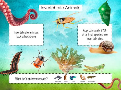 Invertebrates – Nature Journals