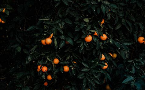 Download Wallpaper 1920x1200 Tangerines Bush Fruits Citrus Plant
