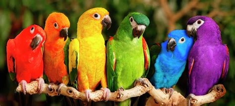 Rainbow Parrots Painting By Mike Jones Photo Pixels
