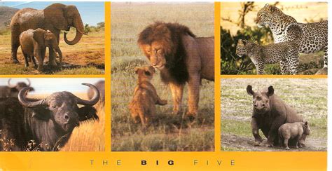 My Postcard Page Kenya ~the Big Five~