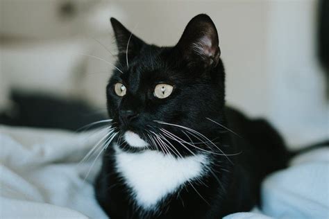 7 Tuxedo Cat Facts Costumed By Nature Litter Robot Blog