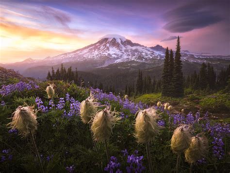 Mount Rainier National Park Washington Usa