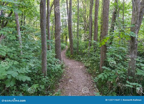 Winding Footpath Through A Green Forest Stock Image Image Of Foliage