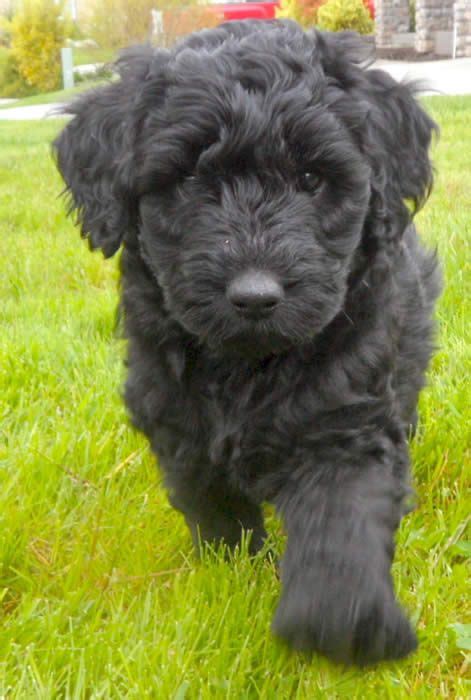 Labradoodle Cute Dogs Breeds Cute Dogs And Puppies I Love Dogs Pet