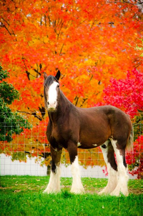 Horse Fall Foliage Horses Clydesdale Horses Horse Pictures
