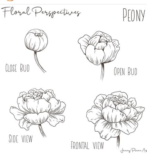 Pin By Ruth Ohara On How To Draw Paint Peony Drawing Flower