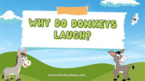 Why Do Donkeys Laugh Donkey Faqs