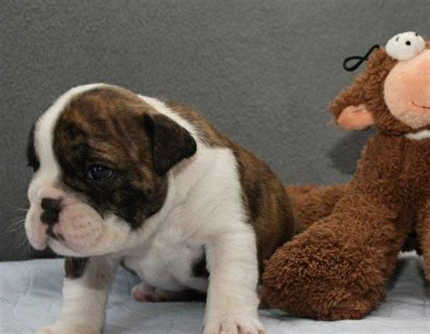 The below dogs are available for adoption. Akc Registered English Bulldogs Puppies Adoption for Sale ...