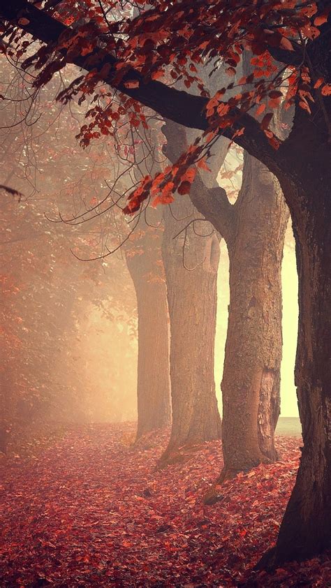 Autumn Forests Red Trees Iphone Wallpaper Iphone Wallpapers Iphone