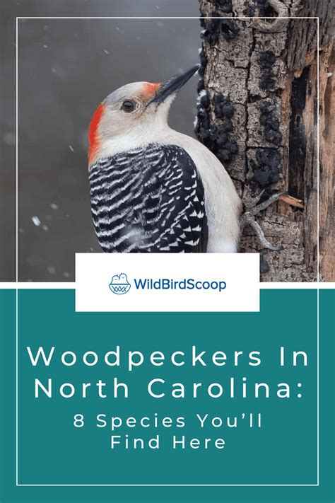 Woodpeckers In North Carolina 8 Species Youll Find Here